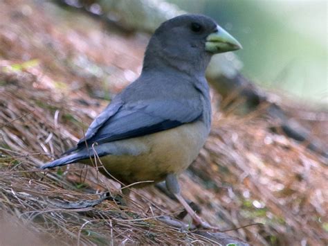 Black-and-yellow Grosbeak - eBird