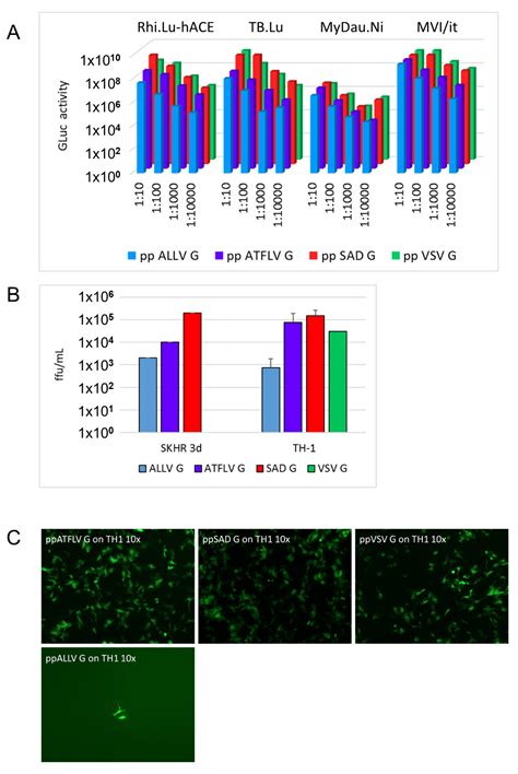 Glycoproteins of Predicted Amphibian and Reptile Lyssaviruses Can ...