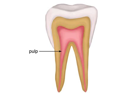 The structure of the tooth and features enamel pulp dentine