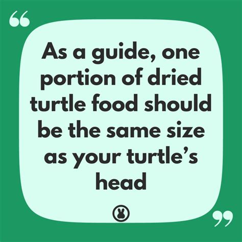 Discovering the Best Pet Turtle for Beginners: Your Shell-tastic ...