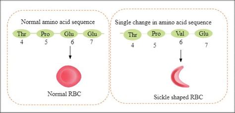 Haemoglobin: Structure, Types, Functions, Common Disorders, Practice ...