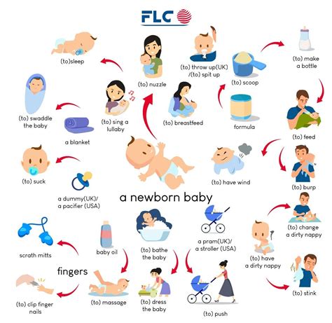 A newborn baby | Vocabulario en ingles, Frases basicas en ingles ...