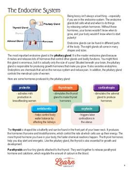 Image result for Endocrine System Lesson