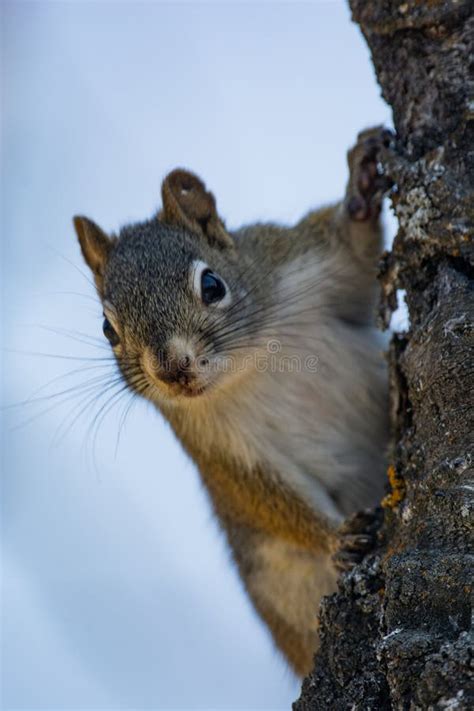 Image result for Squirrel Tree Guard