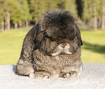 Image result for Baby Brown Holland Lop Bunnies