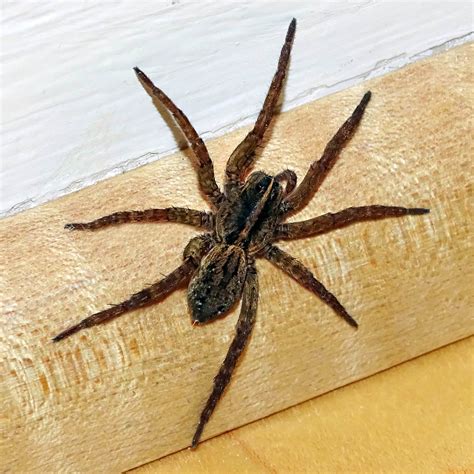 Giant Wolf Spider