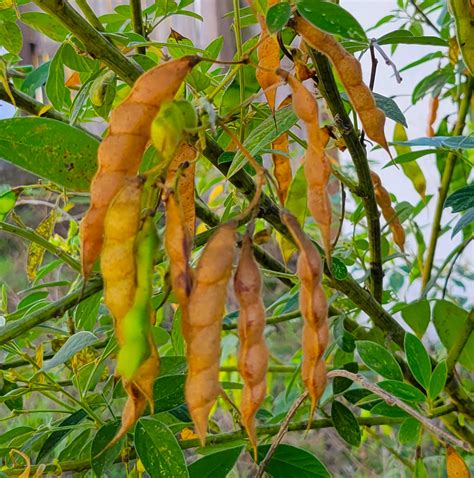 Pigeon Pea [Gandules] (20+ seeds) - Georgia Seed & Garden