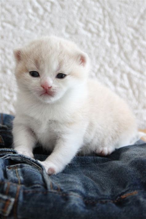 Frau in Herrieden | Tiere | Kleinanzeigen