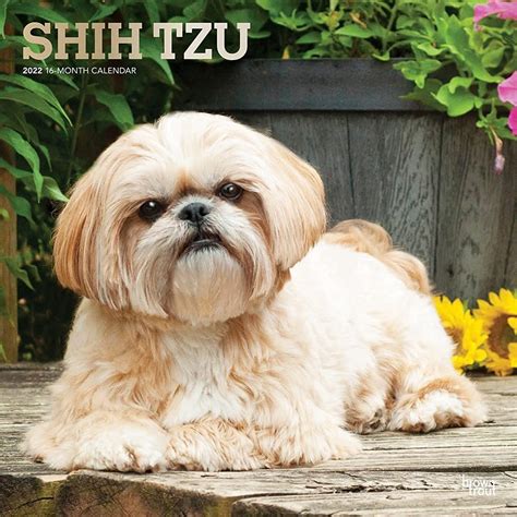 Shih Tzu 2022 12 x 12 Inch Monthly Square Wall Calendar with Foil ...