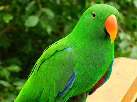 Image result for Parrot Search Algorithm