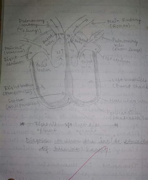 draw a diagram on sectional view of the human heart - Brainly.in