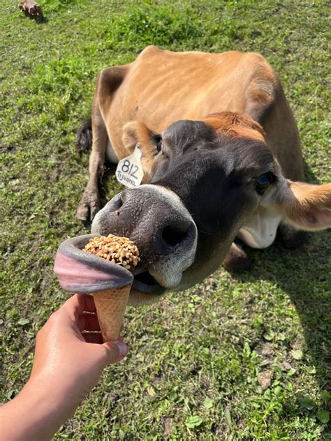 ICE CREAM SOCIAL AT THE FARM! ?SOLD OUT!!!, Kylecrest Holsteins and ...