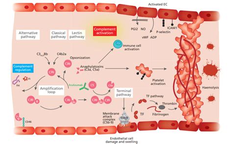 Image result for Complement System Disorders