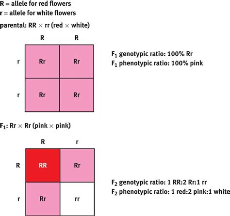 Genetics Incomplete Dominance at Nicholas Dahlke blog
