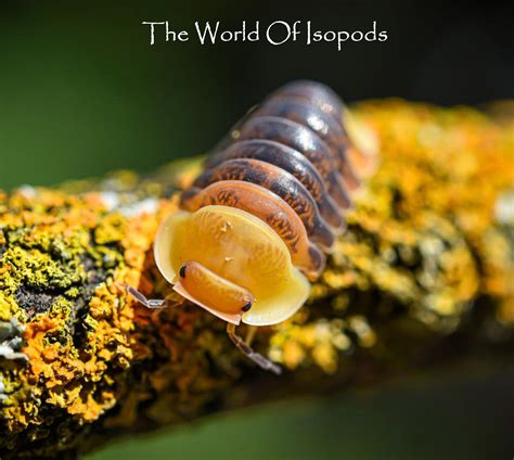 Rubber Duckys - The World of Isopods