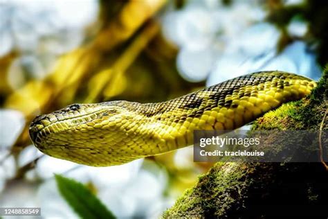 Giant Pet Python 的图像结果