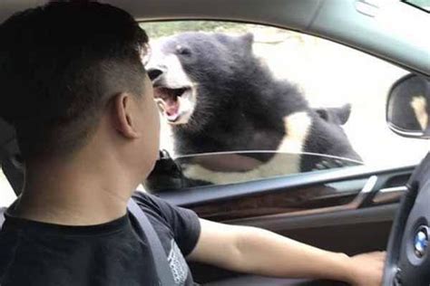 亳州将新增一个动物园，位置就在……_金丝熊