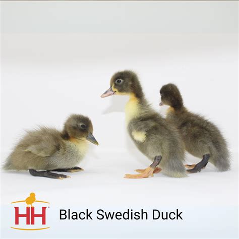 Black Swedish Duck- Straight Run | Hoover's Hatchery
