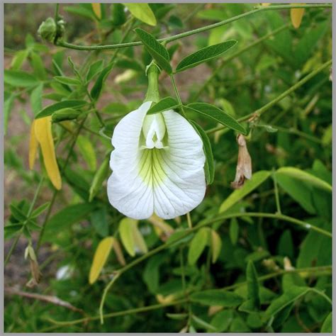 Buy GardenHunt Shankupushpi (White Single Petal) Aparajitha/Sangu Poo ...