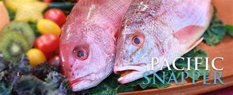 Image result for Pacific Snapper