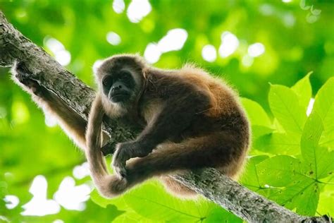 Full Day Private Churute Mangroves Reserve and Cocoa Farm Tour in ...