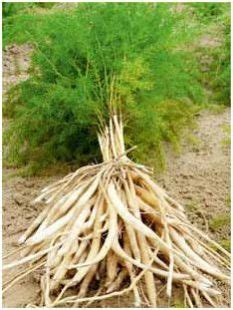 Dried Shatavari Roots Manufacturers and Suppliers from Delhi