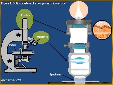 Image result for Optical Lens Microscope
