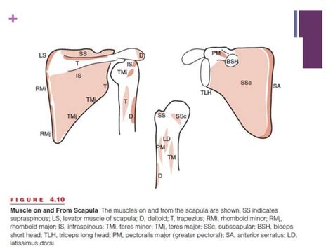 Image result for Scapular Rotation Dysfunction