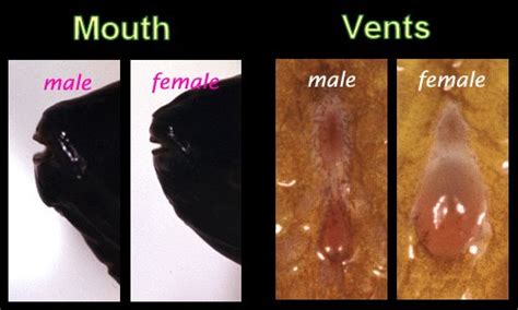 TROPHEUS MOORII RED RAINBOW KASANGA (1.5inch)