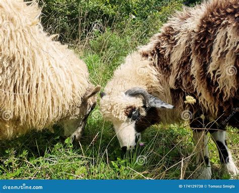 Two Beautiful White Fluffy Wooly Sheep, Ram Eating Grass Together Out ...