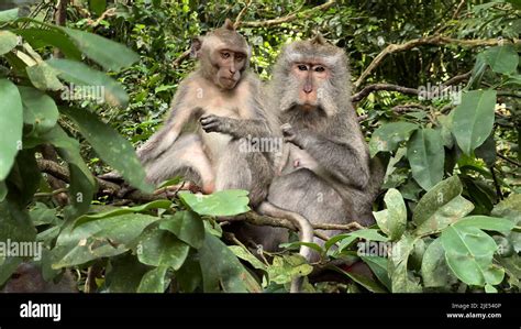 Image result for Bug Infested Baby Monkey