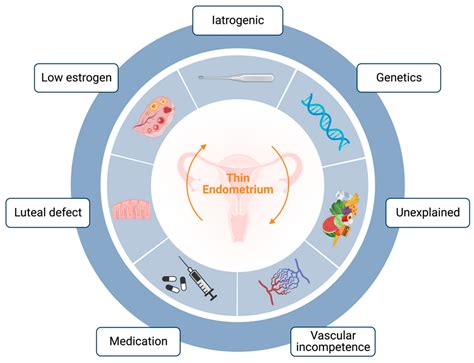 An Update on Experimental Therapeutic Strategies for Thin Endometrium