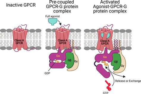 The mechanism for ligand activation of the GPCR–G protein complex | PNAS