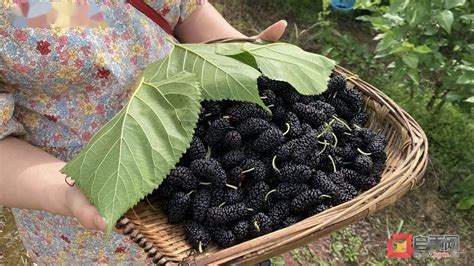 产业助推乡村振兴 富顺县飞龙镇荒山变身“果桑”园_促进村_桑葚_韦章