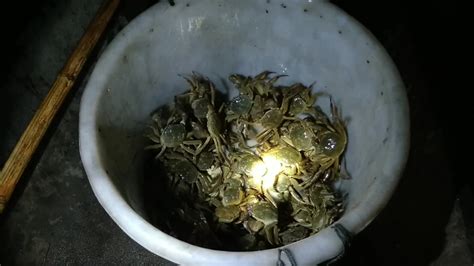 蟹民晚上抓螃蟹。_哔哩哔哩_bilibili