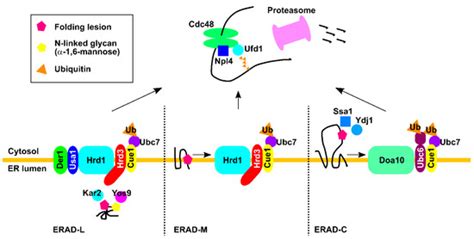 Potential Physiological Relevance of ERAD to the Biosynthesis of GPI ...