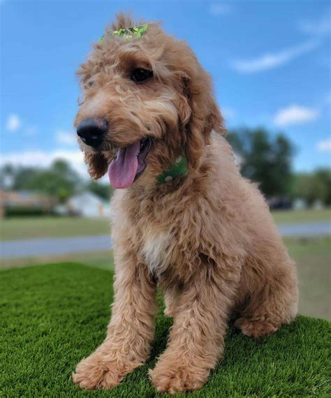 Medium - Pixie - Female - Goldendoodles By Aggie