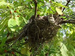 Image result for Rabbit Nest Box