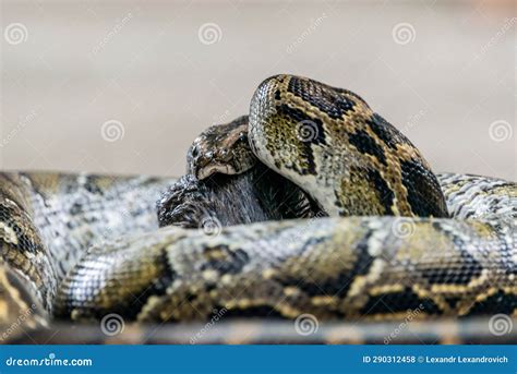 Image result for Python Snack