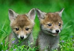 Image result for Baby Dwarf Fox