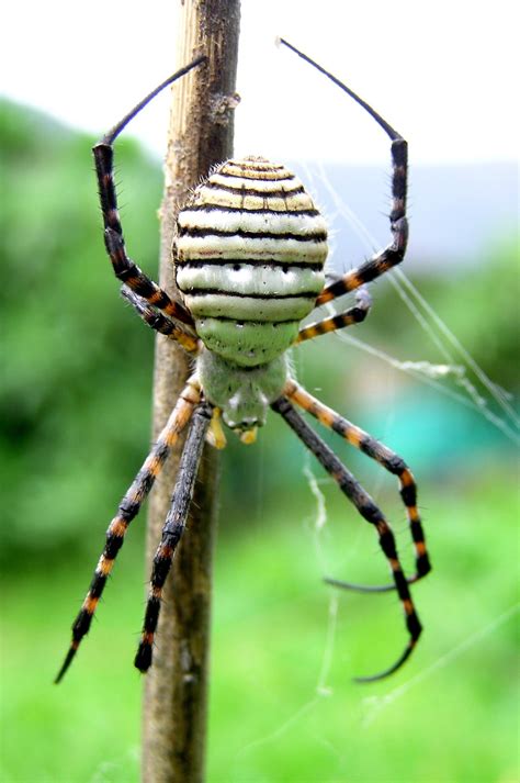 Banded Garden Spider (Argiope trifasciata) | Garden spider, Spider, Weird insects