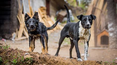 Image result for Dogs Getting Abused