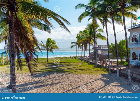 ÎLE Des GALAPAGOS, ISLA ISABELA- 2 Juillet 2019 : Palmiers Par L'océan ...