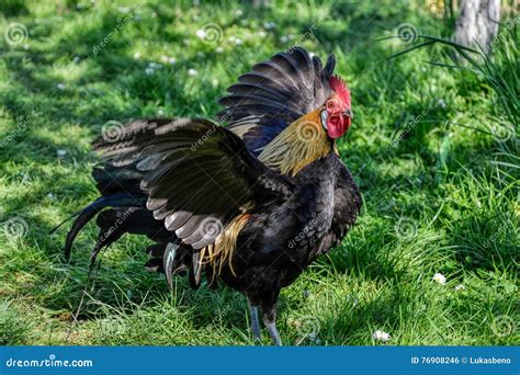 Phoenix Rooster Flapping Wings on the Farm Yard. Golden Phoenix Rooster ...