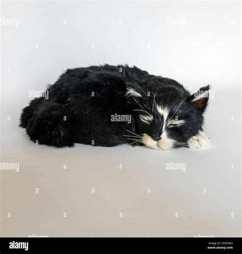 Simon the sleepy cat Stock Photo - Alamy