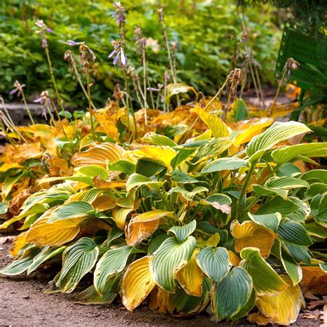 What To Do With Hostas In Fall - How To Cut Back, Divide & More!