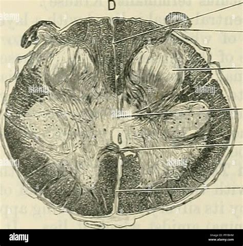 Posterior Median Sulcus Medulla