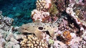 Climate Change Is Making Sharks Walk on Land and Scientists Have ...