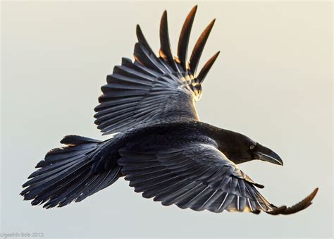 flying raven | Crow flying, Black bird, Birds in flight