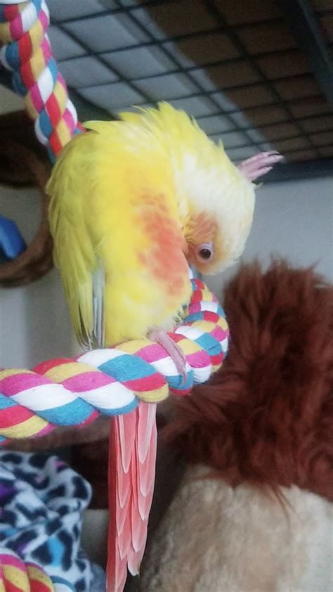 Image result for Conure Parrot Types